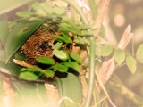 red_whiskered_bulbul_nestling_001.jpg