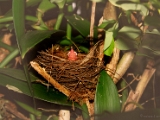 red_whiskered_bulbul_nestling_002 * Nestling of a Red whiskered Bulbul Pycnonotus jocosus, with its hungry beak up. @ home, kerala. * 1600 x 1072 * (519KB)