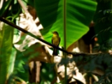 yellow_browed_bulbul_001.jpg