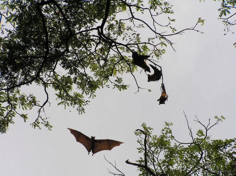 fruit bats at mangalavanam, kochi