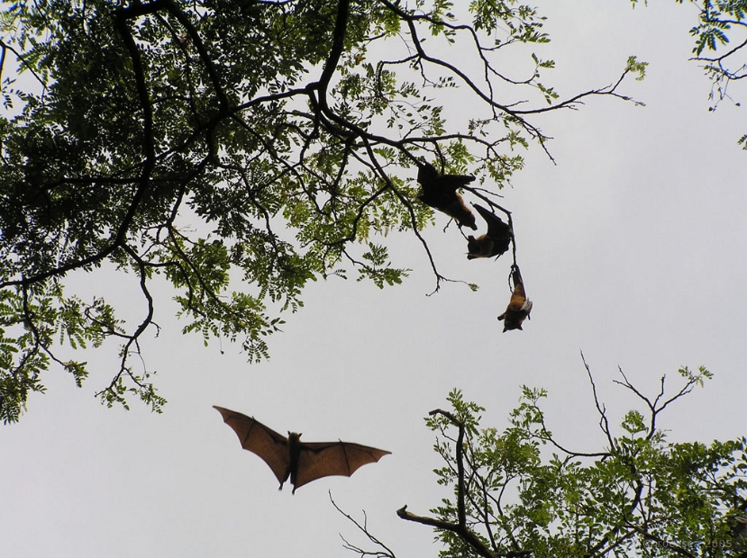 bats_mangalavanam_001