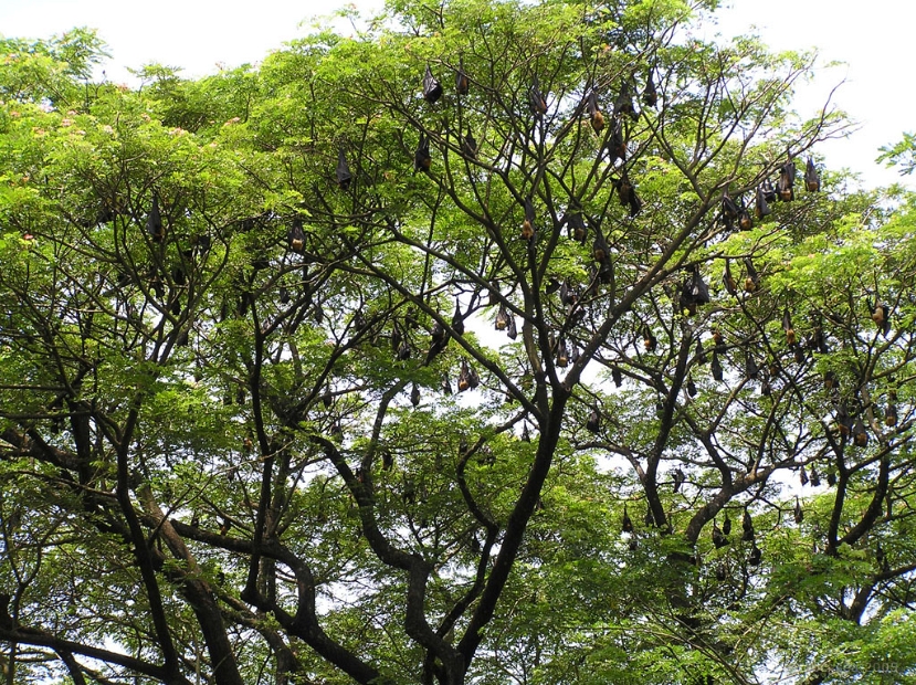 fruit bats at mangalavanam, kochi