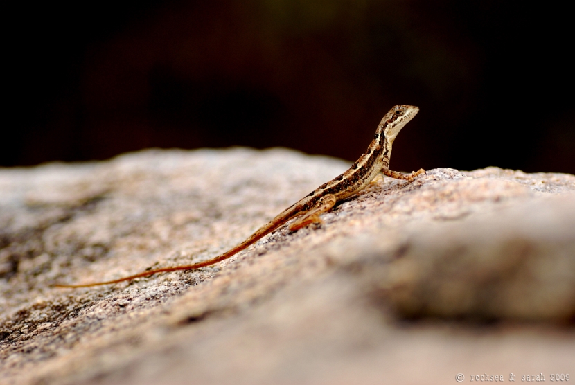 fan-throated lizard, sitana ponticeriana, hyderabad