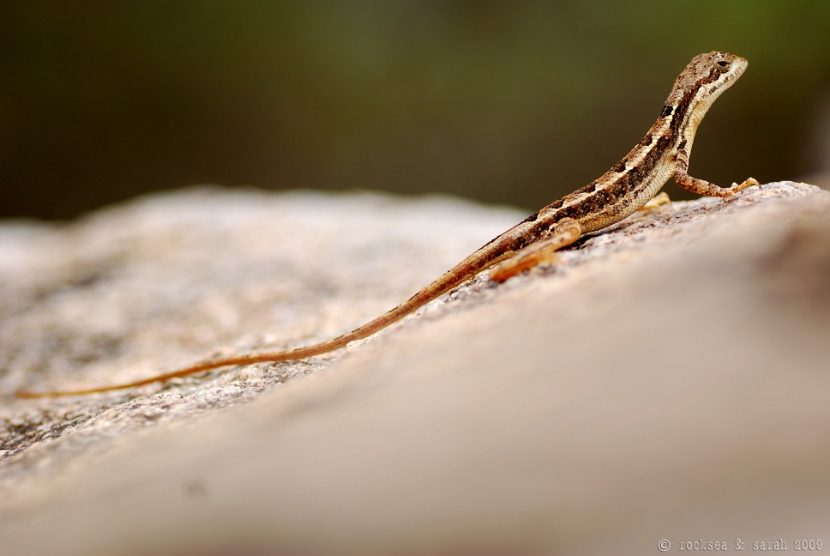 fan-throated lizard, sitana ponticeriana, hyderabad