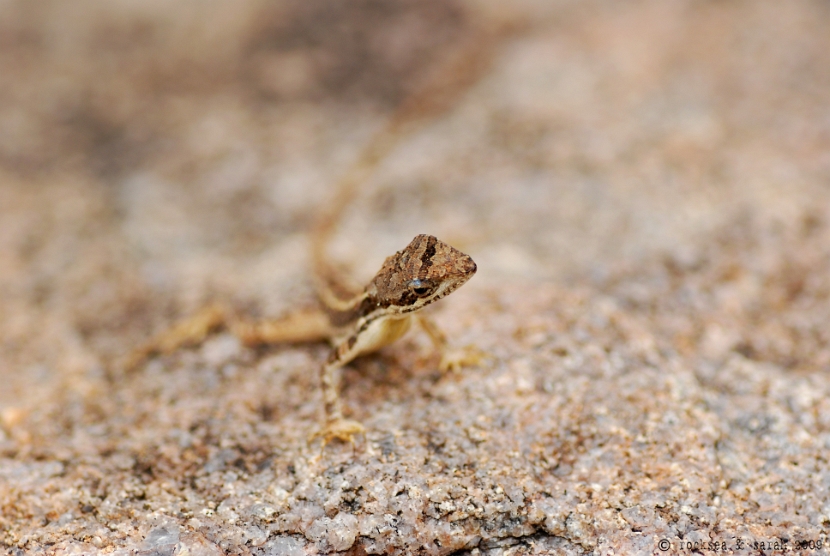 fan-throated lizard, sitana ponticeriana, hyderabad