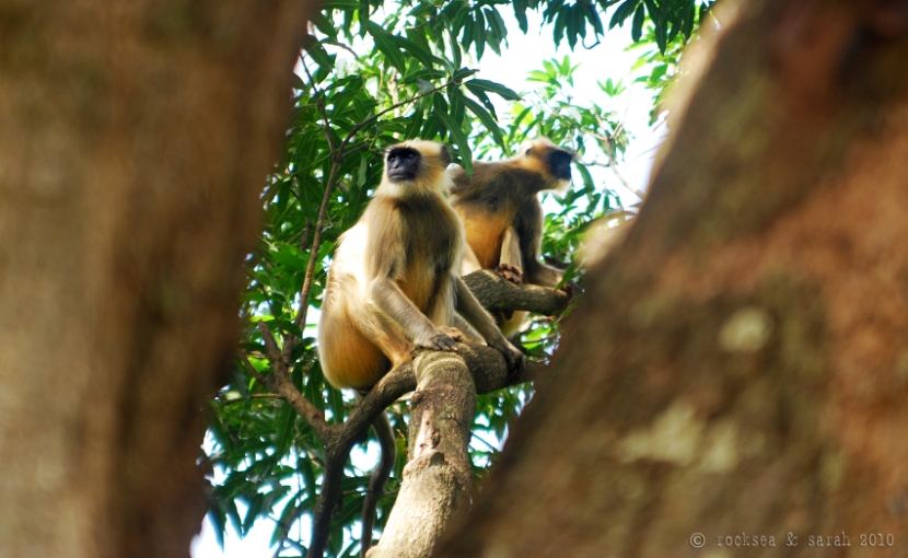 hanuman langur or the grey langur