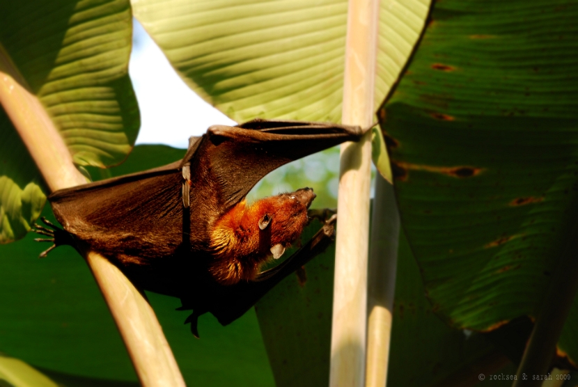 indian flying fox, pteropus giganteus