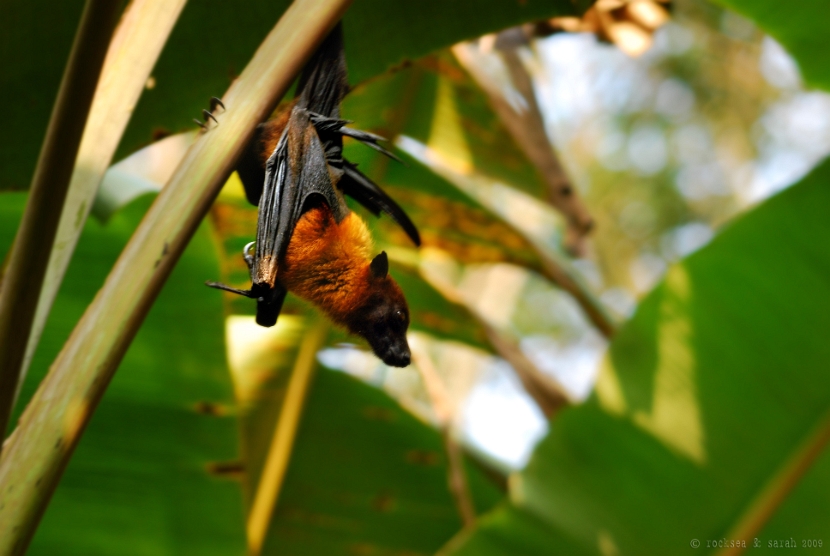 fruit bat, pteropus giganteus