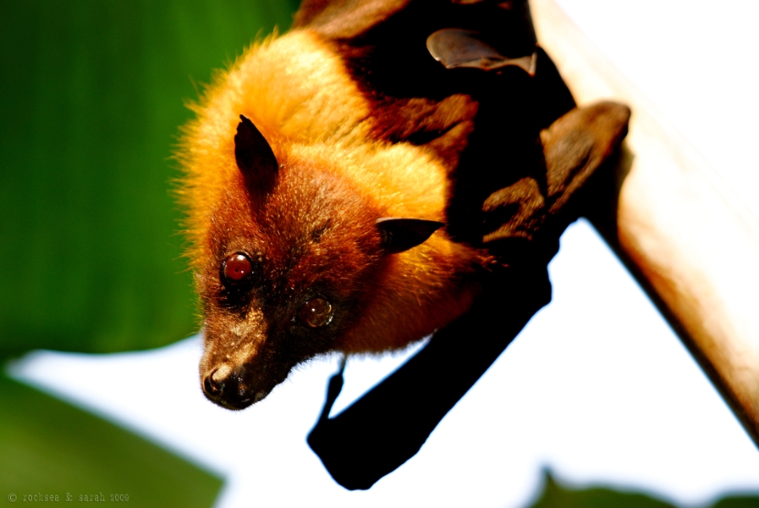 indian flying fox, pteropus giganteus