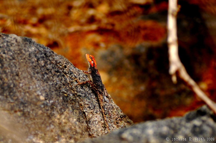 psammophilus dorsalis, south indian rock agama