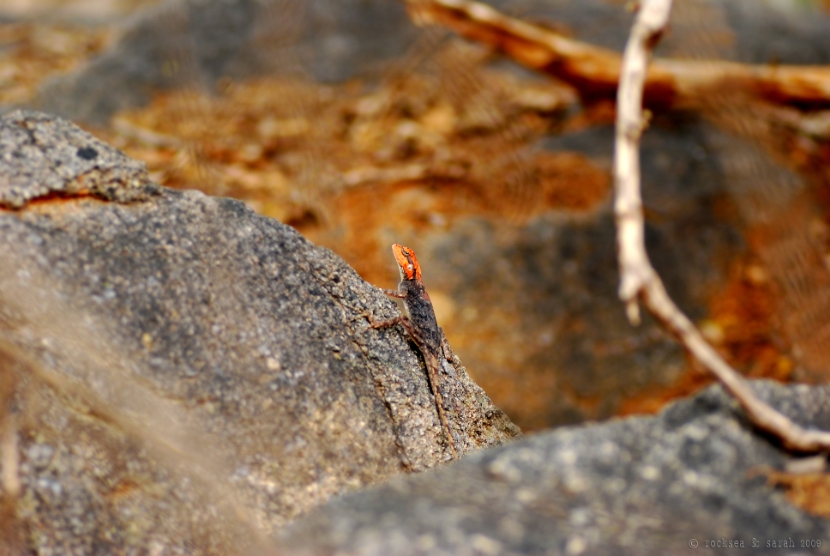 psammophilus dorsalis, south indian rock agama