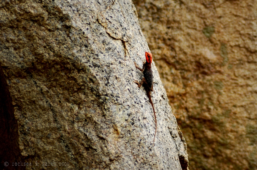 psammophilus dorsalis, peninsular rock agama