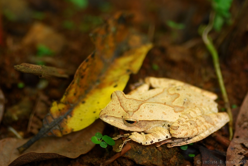 polypedates occidentalis