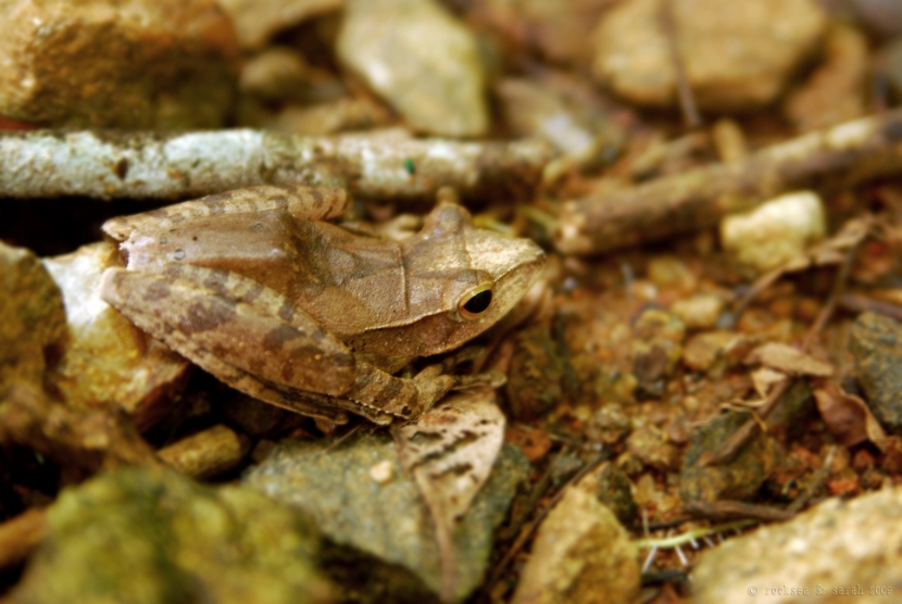 polypedates occidentalis