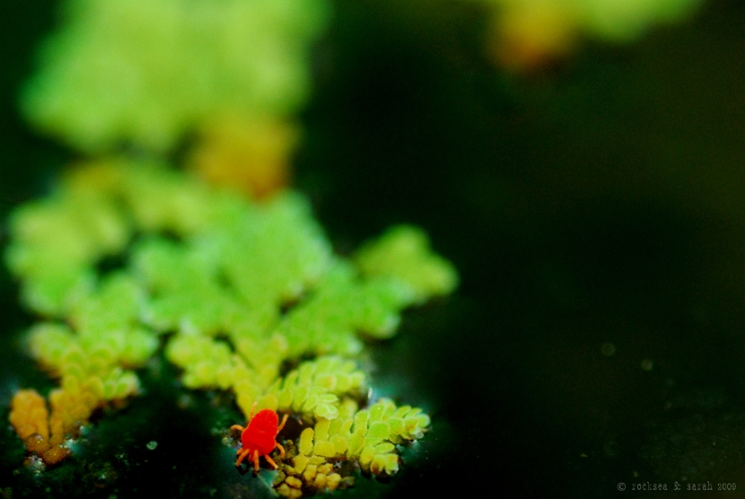 velvet mite on azolla