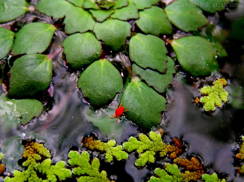 velvet mite on a water chestnut