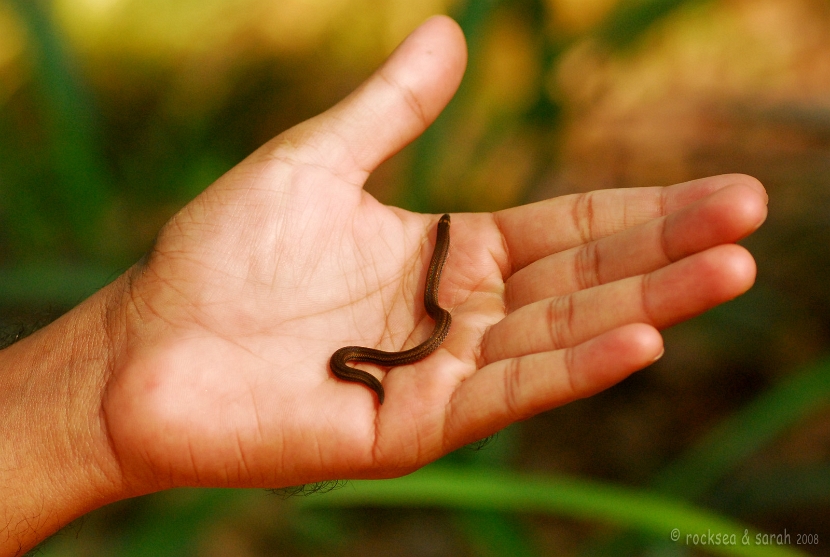 xylophis captaini snake