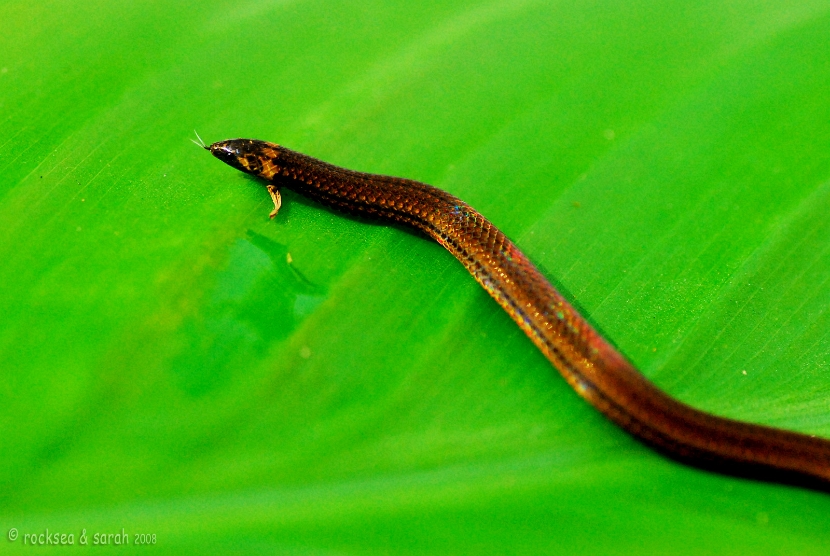 xylophis captaini