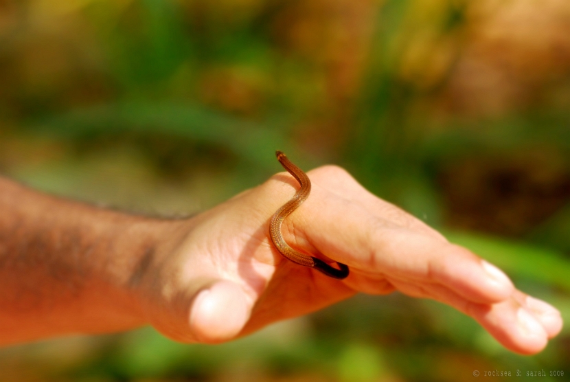 xylophis captaini