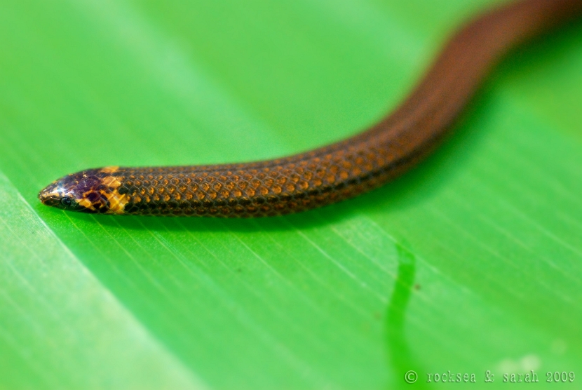 xylophis_snake_004