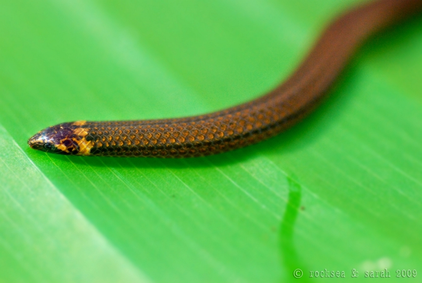 xylophis captaini snake