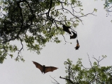 bats_mangalavanam_001.jpg