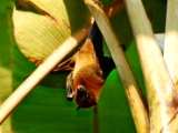 indian_flying_fox_pteropus_giganteus_001.jpg