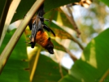 indian_flying_fox_pteropus_giganteus_003.jpg