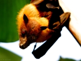 indian_flying_fox_pteropus_giganteus_004.jpg