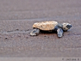 olive_ridley_turtle_001.jpg