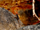 peninsular_rock_agama_001.jpg