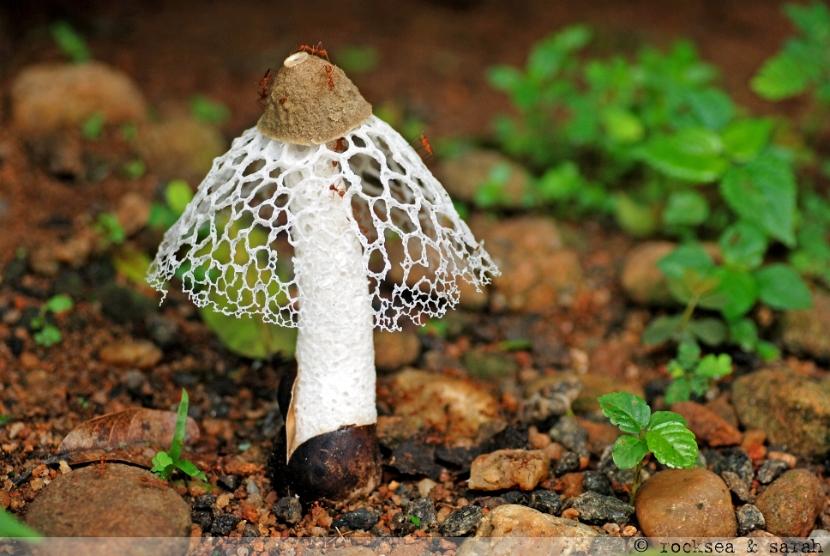 the veiled lady fungi