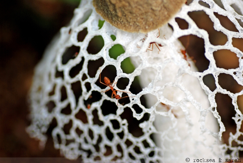 bridal veil stinkhorn