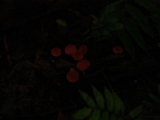 cup_fungi_thattekkad_001.jpg