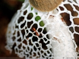 veiled_lady_mushroom_002.jpg