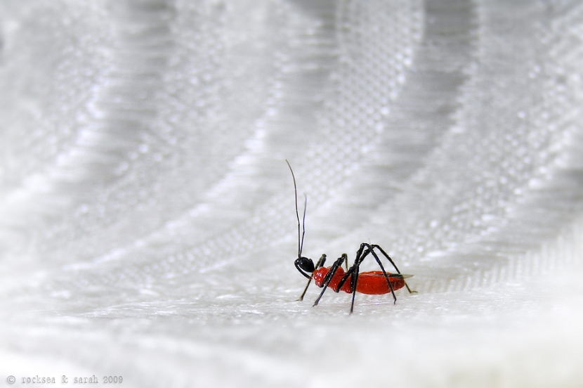 assasin bug