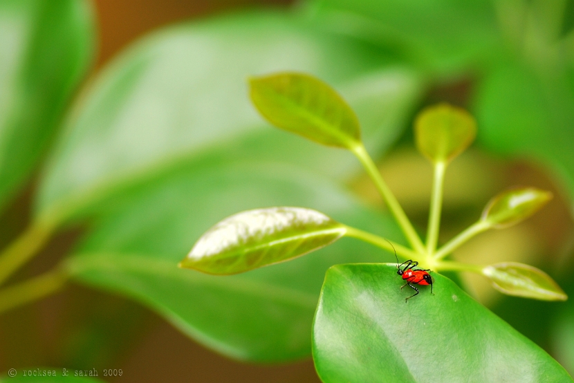 assasin bug