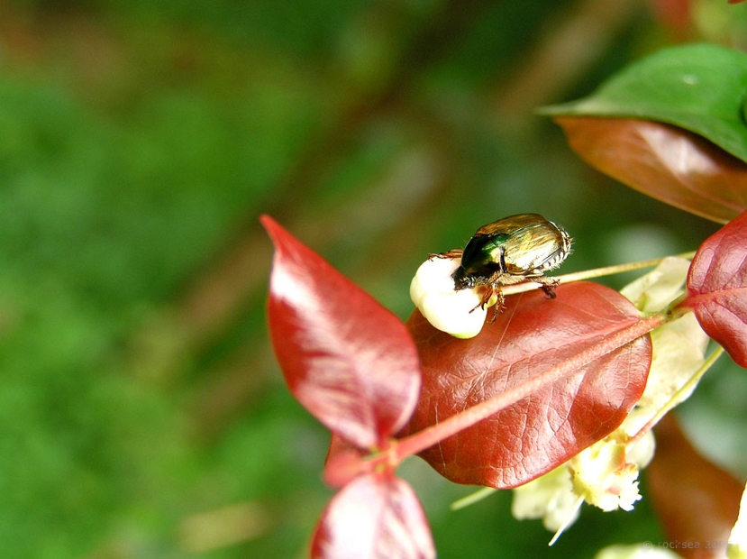 flower beetle eating the bud centre
