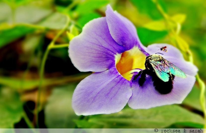 bumblebee honeybee