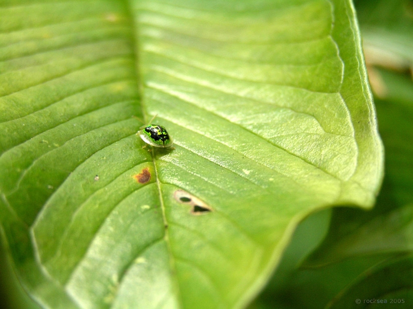 green and black tortoise beetle