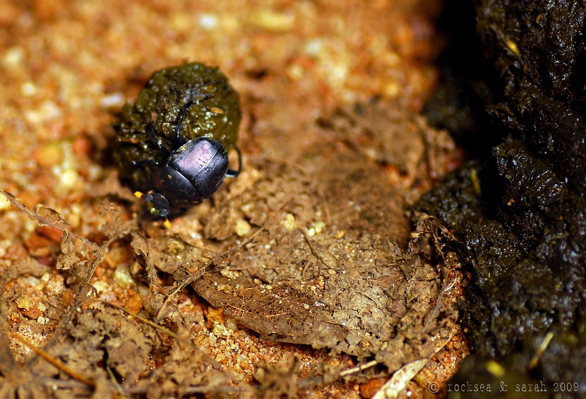 dung beetle scarab