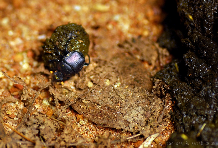 dung beetle