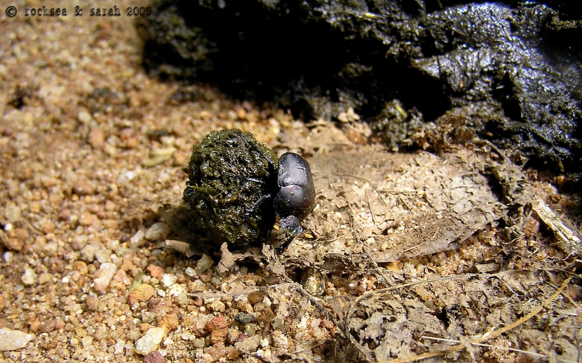 dung beetle scarab