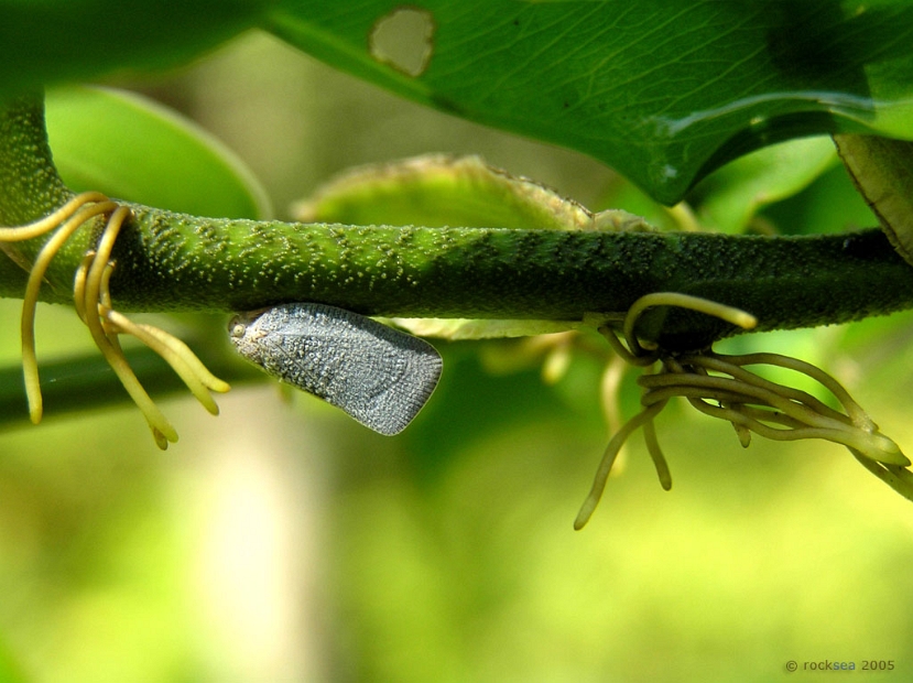 tree hopper