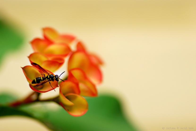 potter wasp. family: vespidae. subfamily: eumeninae