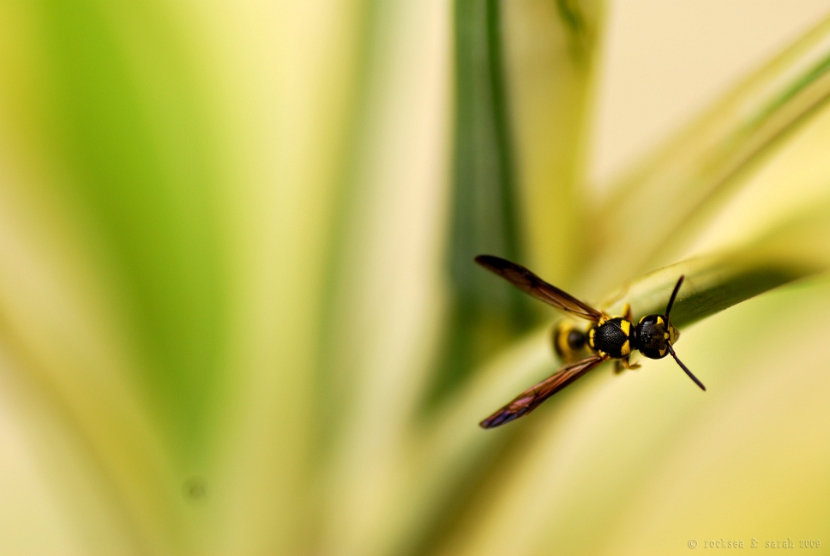 potter wasp. family: vespidae. subfamily: eumeninae