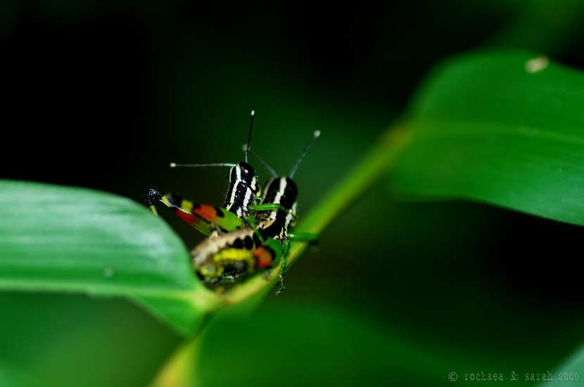 valentine grasshopper