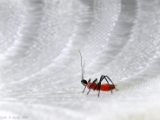 assasin_bug_001.jpg