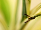 potter_wasp_002.jpg