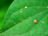 tortoise_beetle_golden_001.jpg